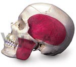 Skull - Combined Transparent/Bony Skull, 8 part